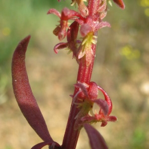 Photographie n°147739 du taxon Rumex bucephalophorus L. [1753]