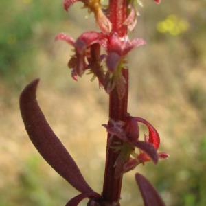 Photographie n°147740 du taxon Rumex bucephalophorus L. [1753]