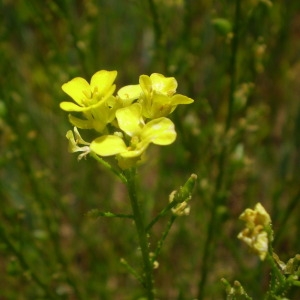 Photographie n°147745 du taxon Bunias orientalis L. [1753]