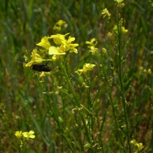 Photographie n°147746 du taxon Bunias orientalis L. [1753]