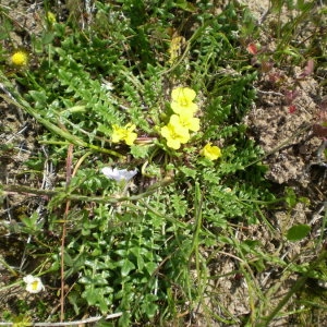 Photographie n°147754 du taxon Morisia monanthos (Viv.) Asch. [1885]