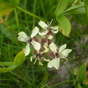 Photographie n°147759 du taxon Saponaria lutea L. [1762]