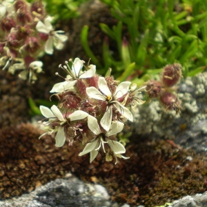 Photographie n°147760 du taxon Saponaria lutea L. [1762]