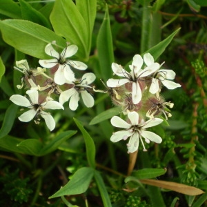 Photographie n°147765 du taxon Saponaria lutea L. [1762]