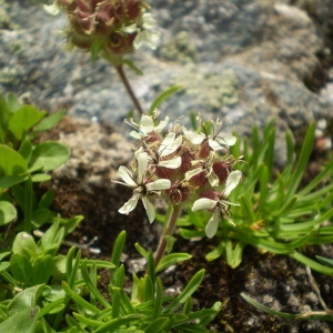  - Saponaria lutea L. [1762]