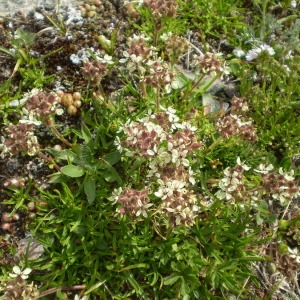  - Saponaria lutea L. [1762]