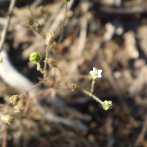  - Arenaria modesta Dufour [1821]