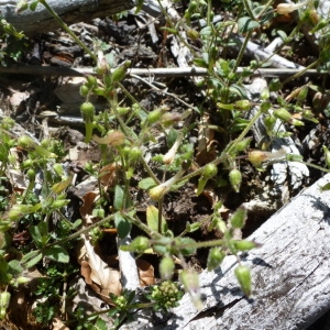  - Cerastium ramosissimum Boiss. [1838]