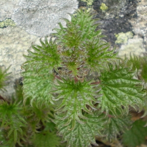 Photographie n°147778 du taxon Urtica atrovirens Req. ex Loisel. [1827]