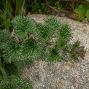 Photographie n°147780 du taxon Urtica atrovirens Req. ex Loisel. [1827]