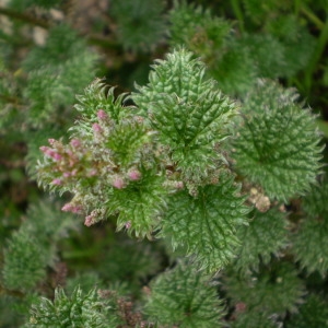  - Urtica atrovirens Req. ex Loisel. [1827]