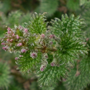  - Urtica atrovirens Req. ex Loisel. [1827]