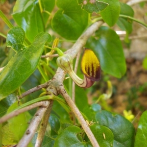 Photographie n°147788 du taxon Aristolochia altissima Desf. [1799]