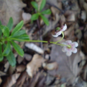 Photographie n°147793 du taxon Chimaphila umbellata (L.) W.P.C.Barton [1817]