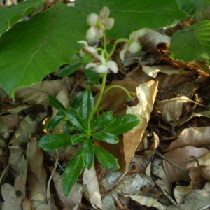 Photographie n°147798 du taxon Chimaphila umbellata (L.) W.P.C.Barton [1817]