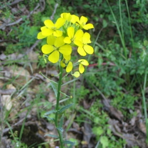 Photographie n°147815 du taxon Erysimum odoratum Ehrh. [1792]