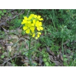 Erysimum pannonicum Crantz (Vélar odorant)