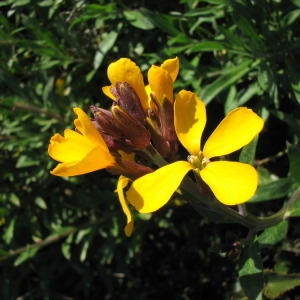 Photographie n°147818 du taxon Erysimum cheiri (L.) Crantz [1769]