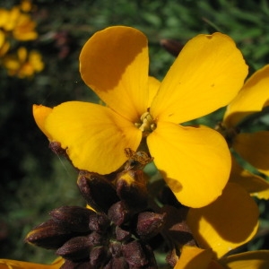 Photographie n°147821 du taxon Erysimum cheiri (L.) Crantz [1769]