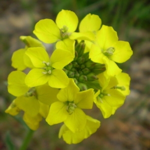 Photographie n°147823 du taxon Erysimum odoratum Ehrh. [1792]