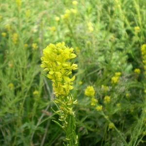 Photographie n°147831 du taxon Sisymbrium austriacum Jacq. [1775]