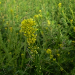 Photographie n°147832 du taxon Sisymbrium austriacum Jacq. [1775]