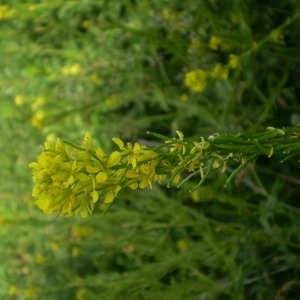 Photographie n°147834 du taxon Sisymbrium austriacum Jacq. [1775]