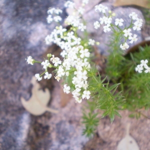 Photographie n°147848 du taxon Galium pumilum Murray [1770]