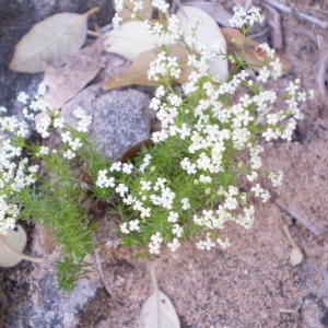 Photographie n°147849 du taxon Galium pumilum Murray [1770]