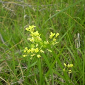  - Biscutella neustriaca Bonnet [1879]