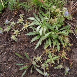 Photographie n°147882 du taxon Eryngium viviparum J.Gay [1848]