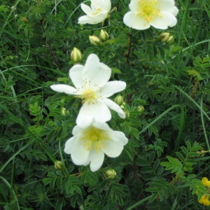 Photographie n°147905 du taxon Rosa pimpinellifolia L. [1759]