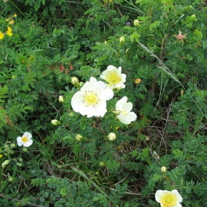Photographie n°147906 du taxon Rosa pimpinellifolia L. [1759]