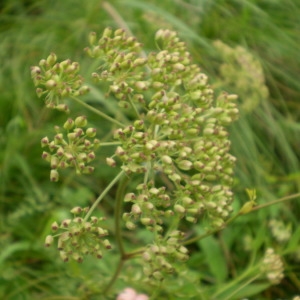 Photographie n°147909 du taxon Thysselinum palustre (L.) Hoffm. [1814]