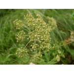 Thysselinum palustre (L.) Hoffm. (Persil des marais)