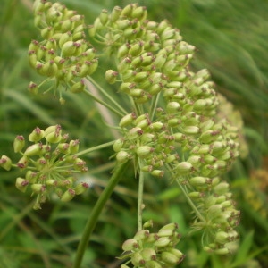 Photographie n°147910 du taxon Thysselinum palustre (L.) Hoffm. [1814]