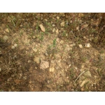 Salica lythastrum Hill (Lythrum à feuilles de thym)