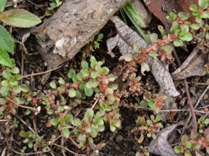 Christophe GIROD, le 22 août 2004 (Belz (les 4 chemins))