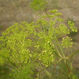 Photographie n°147976 du taxon Peucedanum officinale L. [1753]