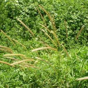 Photographie n°147984 du taxon Hordeum bulbosum L. [1756]