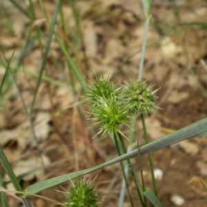 Photographie n°147987 du taxon Echinaria capitata (L.) Desf.