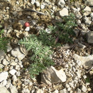 Photographie n°147988 du taxon Thapsia villosa L. [1753]