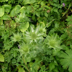 Photographie n°147992 du taxon Eryngium giganteum M.Bieb. [1808]