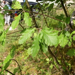  - Sorbus mougeotii Soy.-Will. & Godr. [1858]