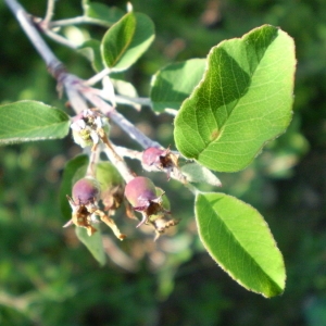 Photographie n°148003 du taxon Amelanchier ovalis Medik. [1793]