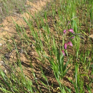 Photographie n°148016 du taxon Gladiolus italicus Mill. [1768]