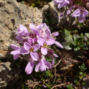 Photographie n°148019 du taxon Noccaea rotundifolia (L.) Moench [1802]