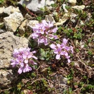 Photographie n°148020 du taxon Noccaea rotundifolia (L.) Moench [1802]