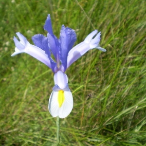 Photographie n°148029 du taxon Iris xiphium L. [1753]