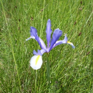 Photographie n°148032 du taxon Iris xiphium L. [1753]